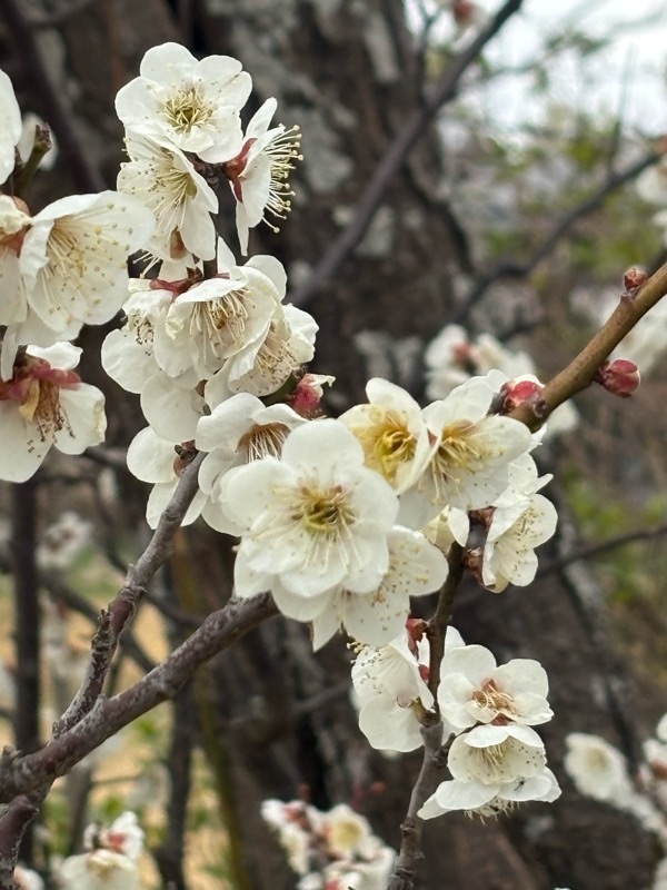 f:id:ef651065:20250308221742j:image