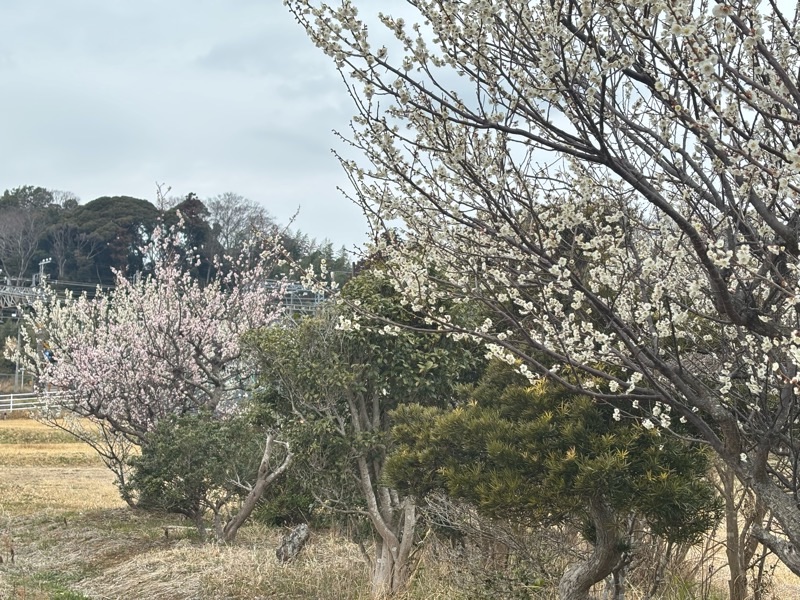 f:id:ef651065:20250308221749j:image