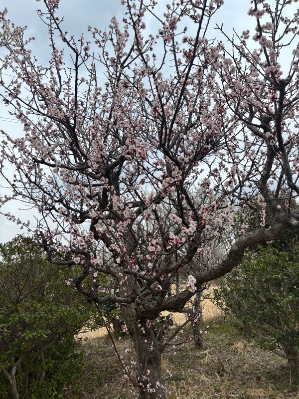 f:id:ef651065:20250308221753j:image