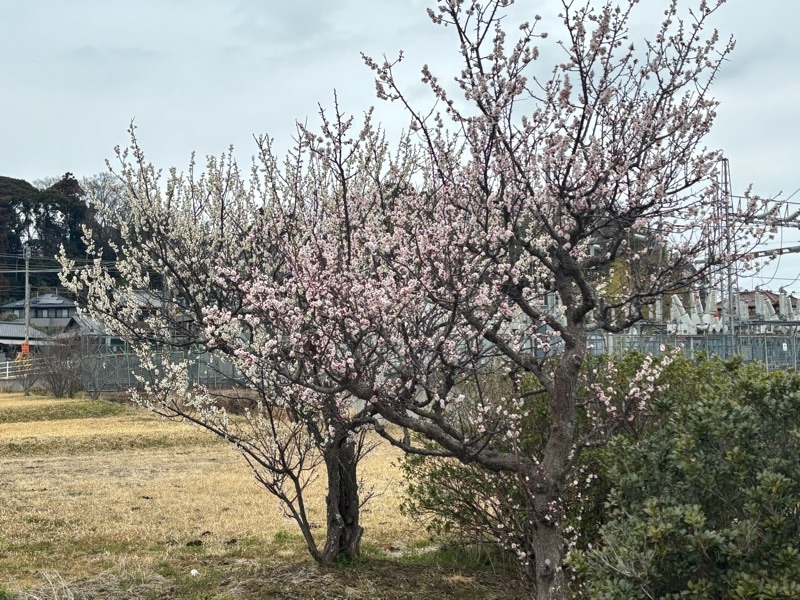 f:id:ef651065:20250308221757j:image