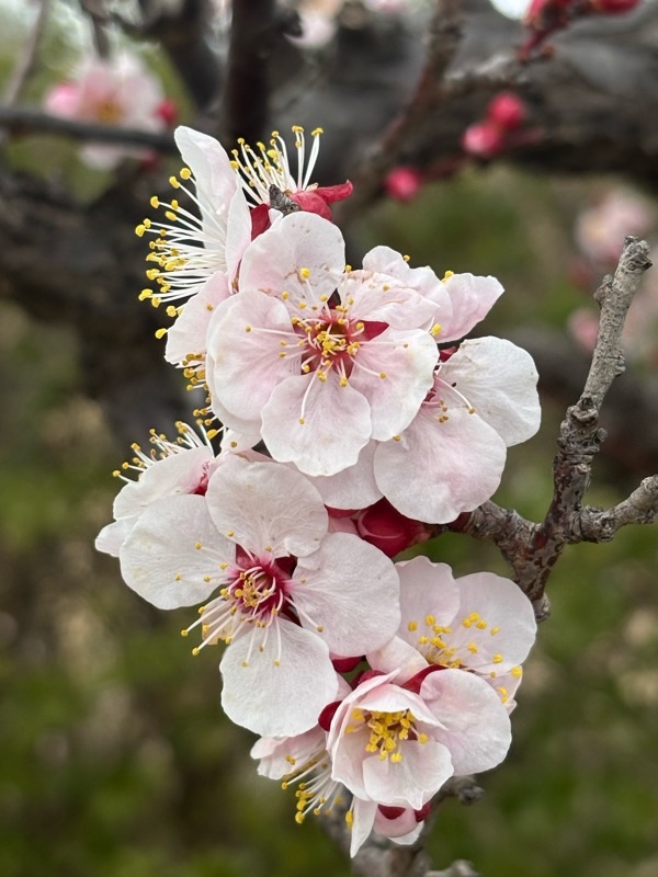 f:id:ef651065:20250308221800j:image