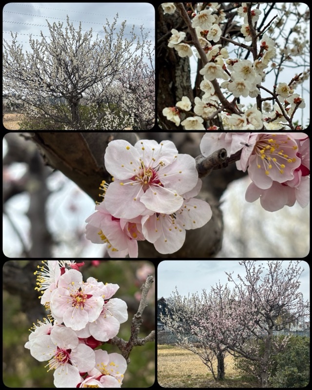f:id:ef651065:20250308222157j:image
