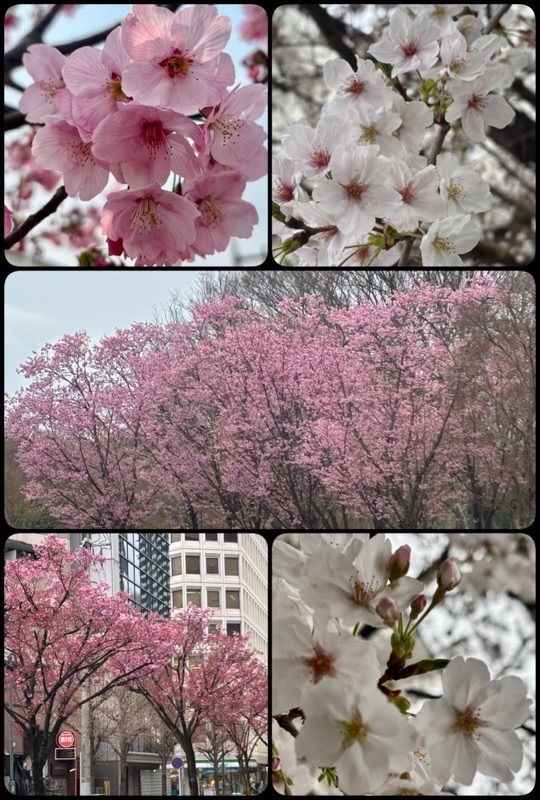 f:id:ef651065:20250331232904j:image