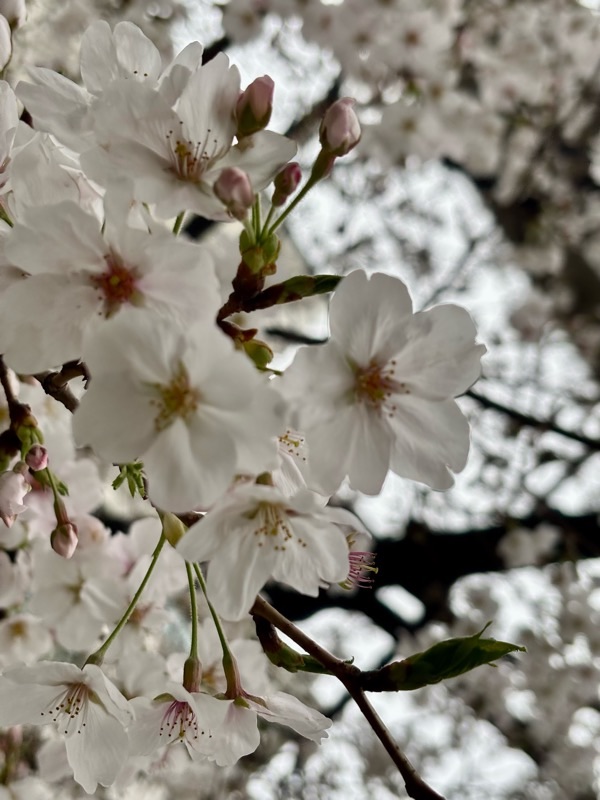 f:id:ef651065:20250331232908j:image