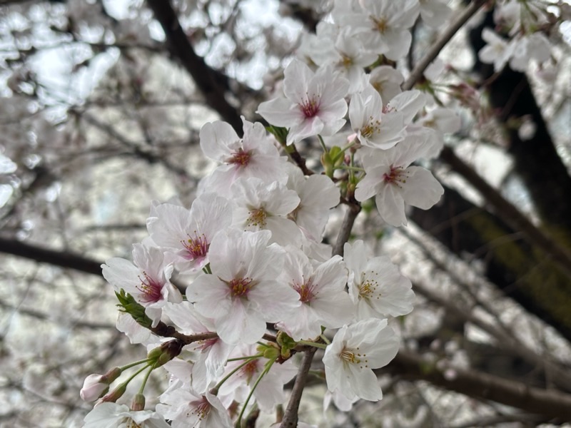 f:id:ef651065:20250331232922j:image