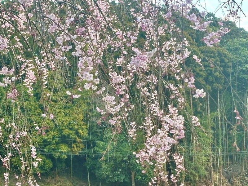 f:id:ef651065:20250407133006j:image