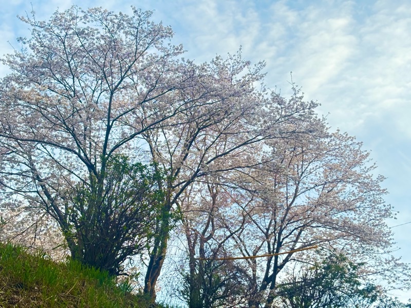 f:id:ef651065:20250407133018j:image