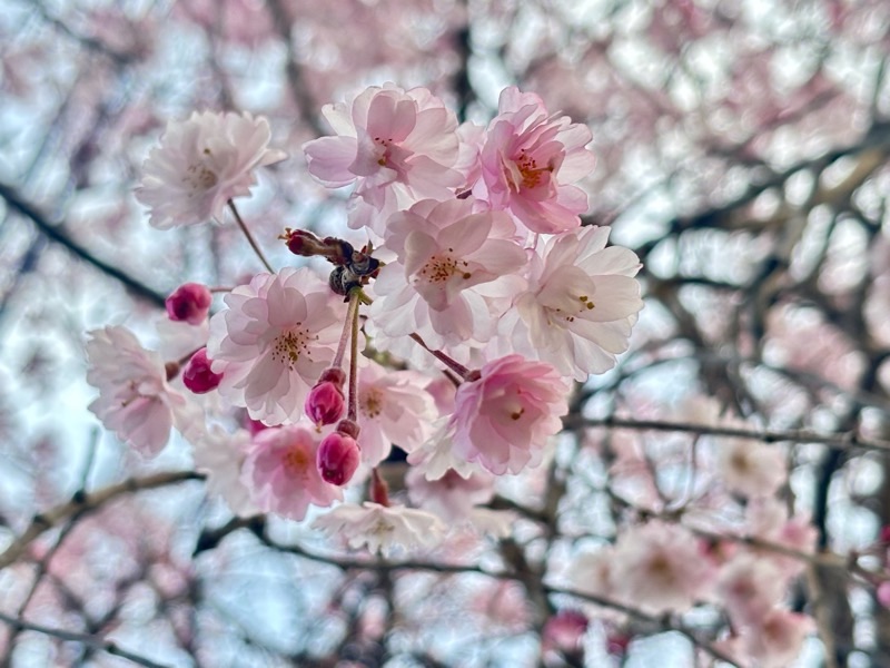 f:id:ef651065:20250407133025j:image