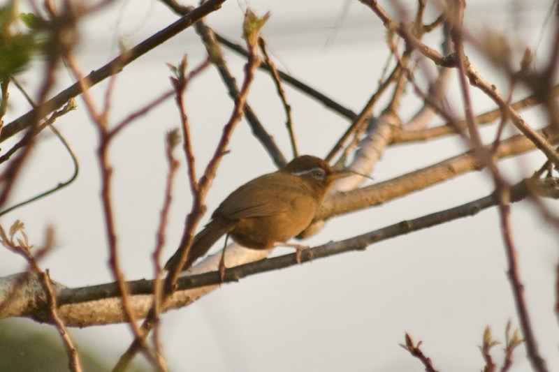 f:id:ef651065:20250412205356j:image