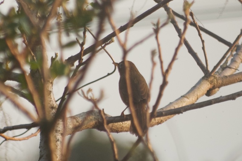 f:id:ef651065:20250412205412j:image