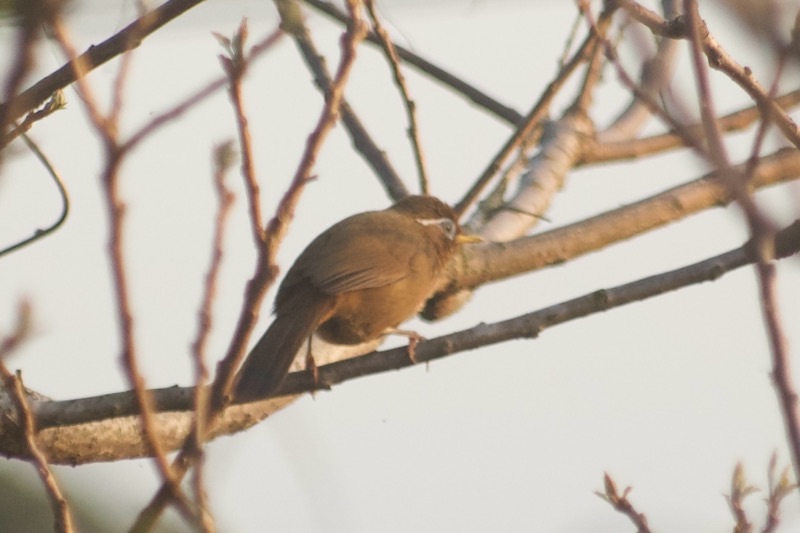 f:id:ef651065:20250412205415j:image