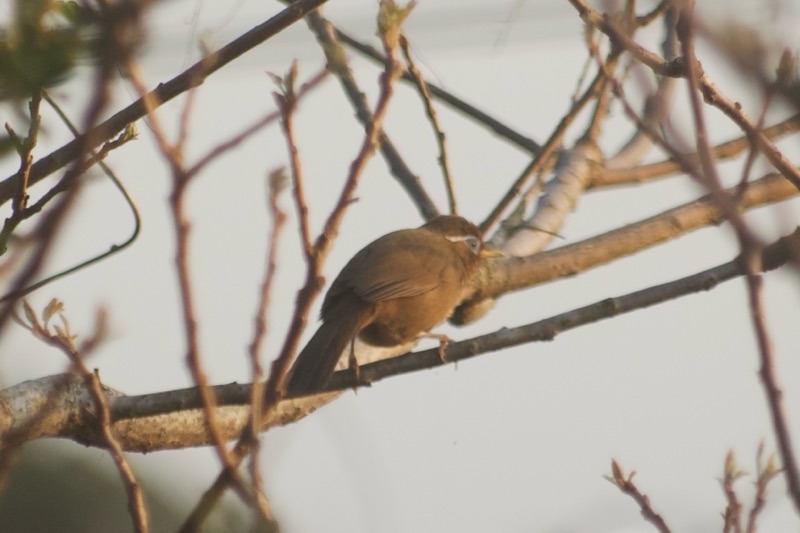 f:id:ef651065:20250412205418j:image