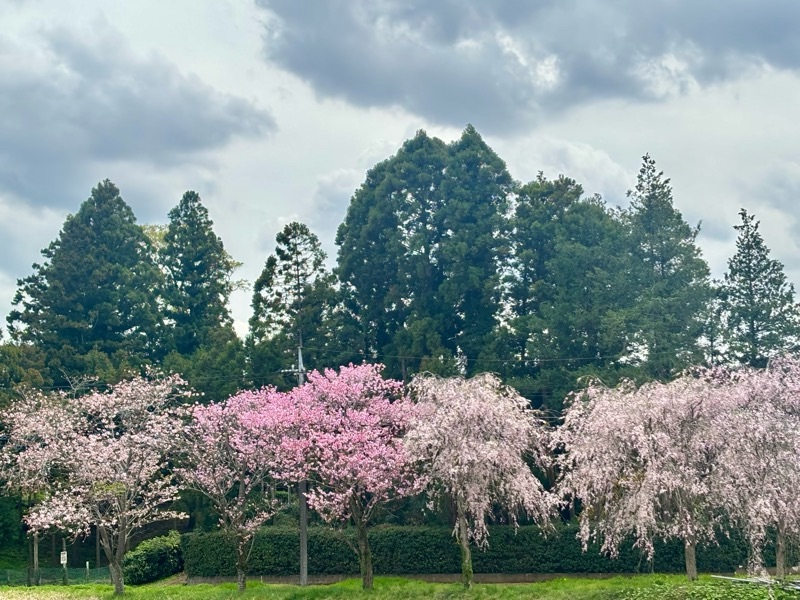 f:id:ef651065:20250412210156j:image