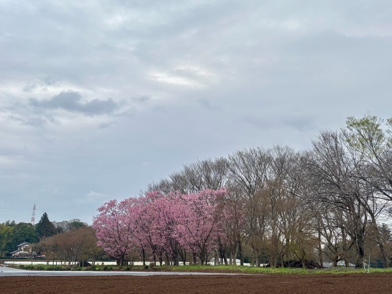 f:id:ef651065:20250412210230j:image