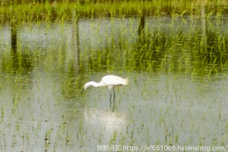 f:id:ef651065:20250507173319j:image