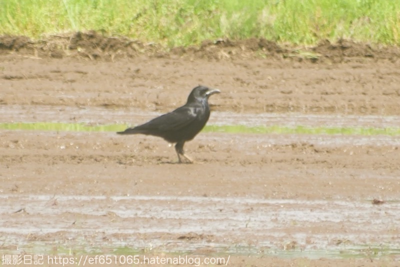 f:id:ef651065:20250507173350j:image