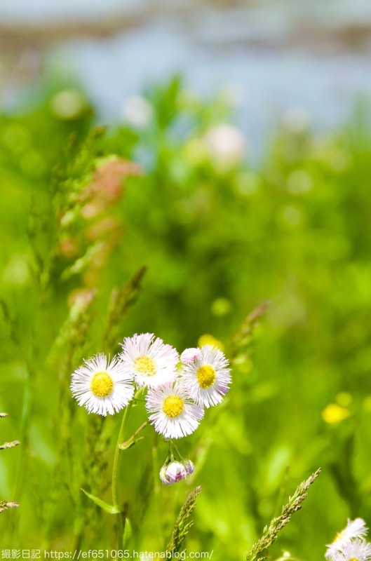 f:id:ef651065:20250507173353j:image
