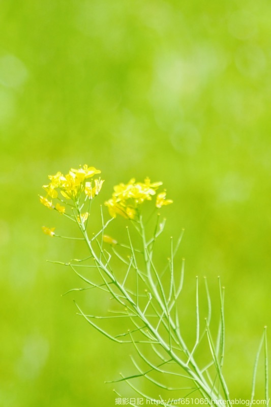 f:id:ef651065:20250507173357j:image
