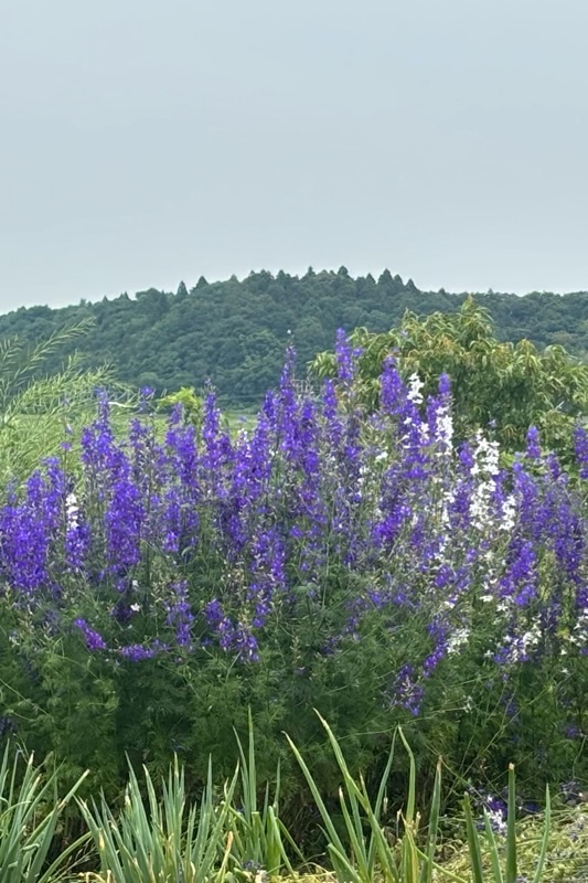 f:id:ef651065:20250529162419j:image