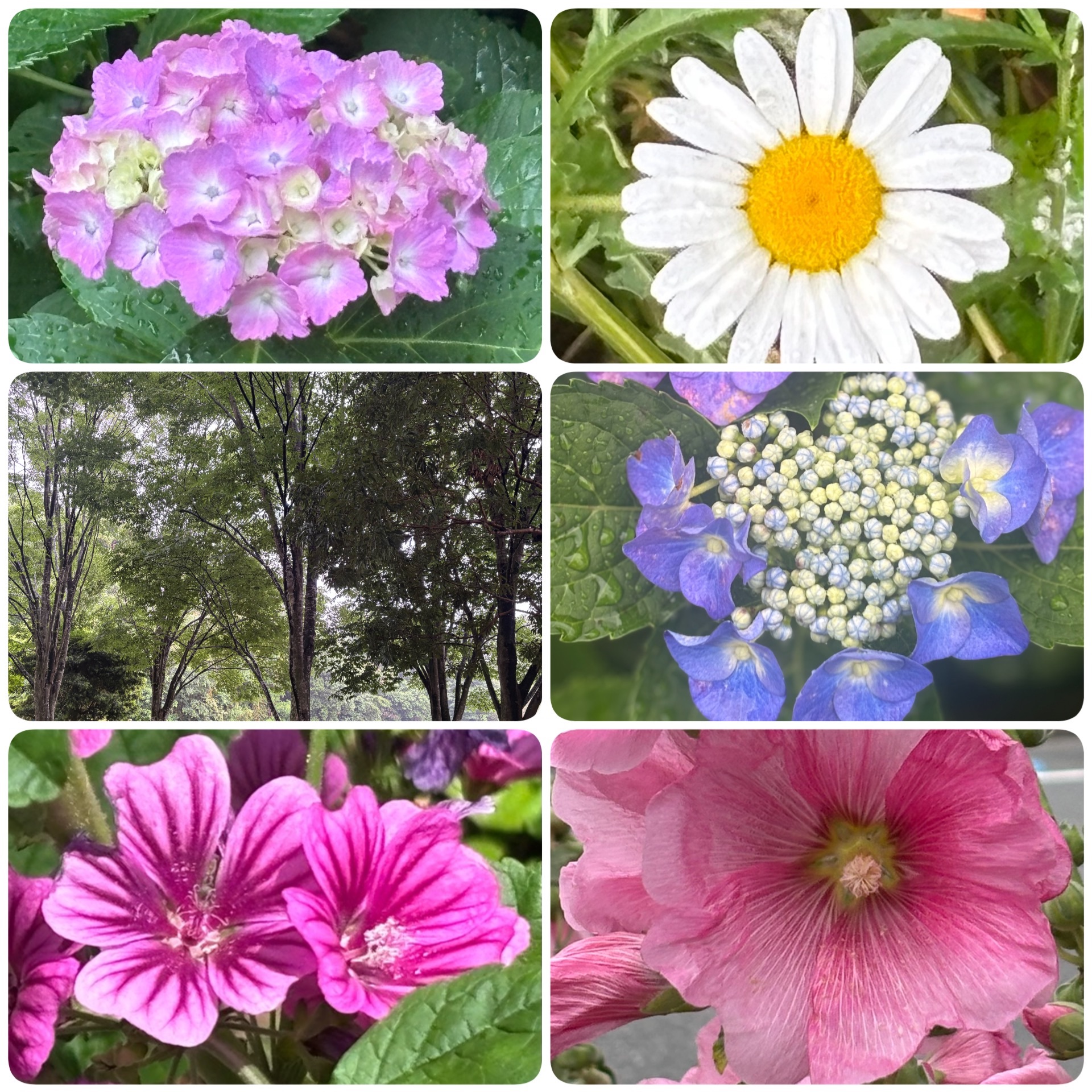 f:id:ef651065:20250616130915j:image