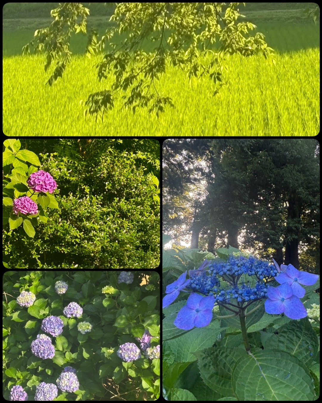 f:id:ef651065:20250620142315j:image