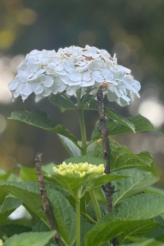 f:id:ef651065:20250627205925j:image