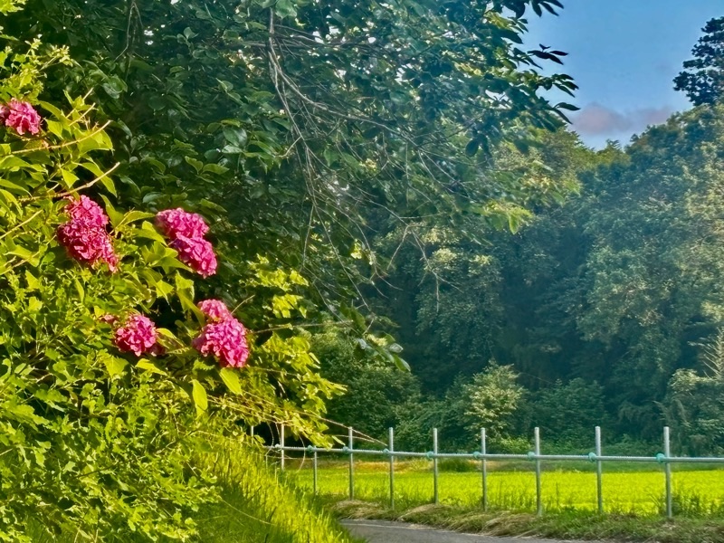 f:id:ef651065:20250627205929j:image