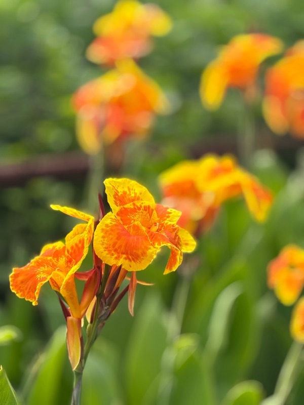f:id:ef651065:20250628222713j:image