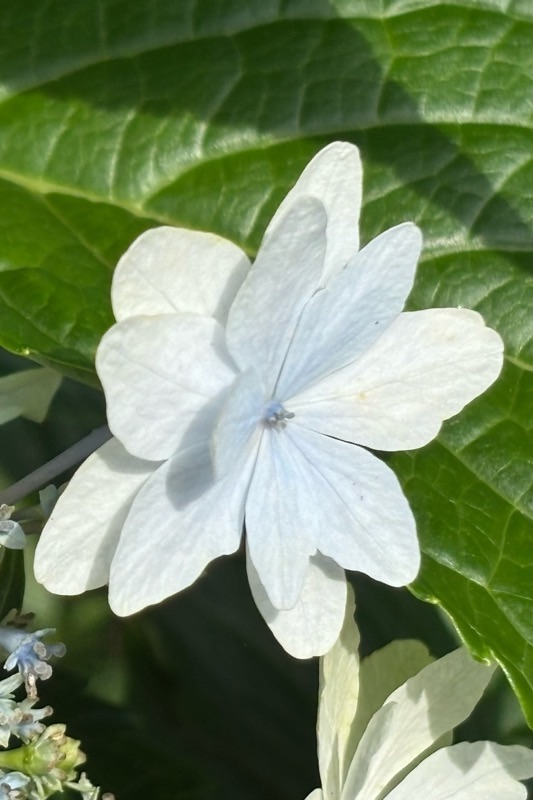 f:id:ef651065:20250628222716j:image