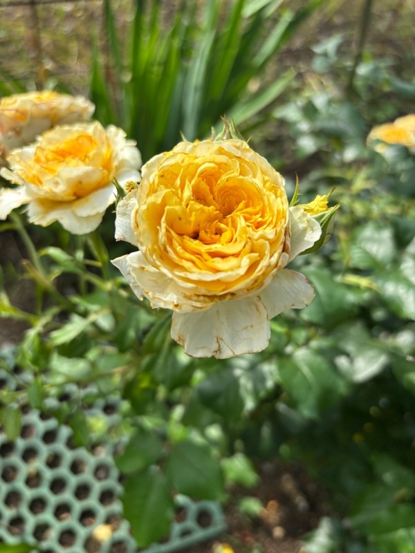 f:id:ef651065:20250628222728j:image