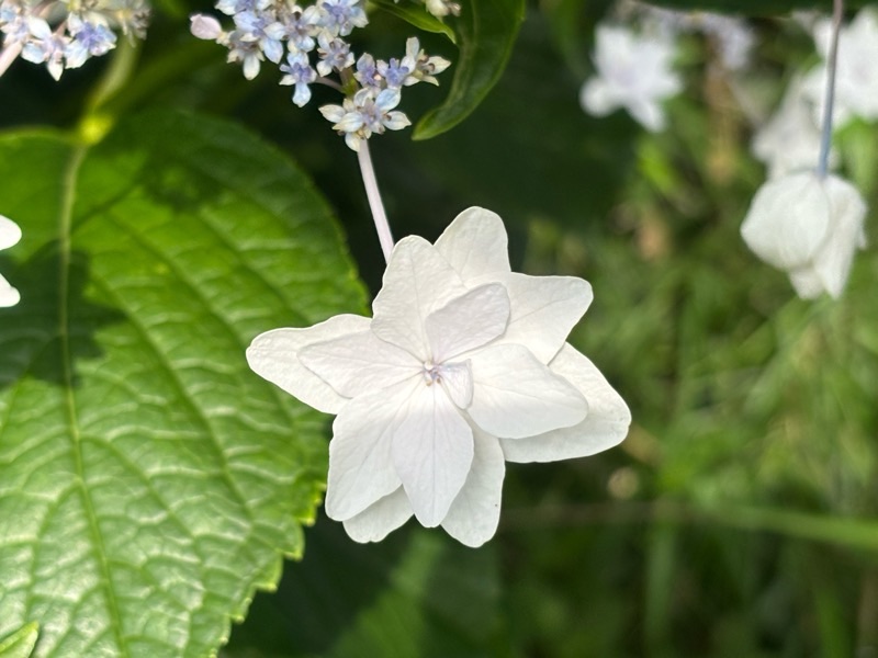 f:id:ef651065:20250628222734j:image