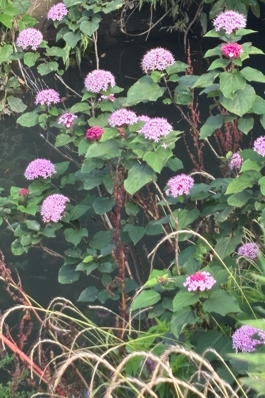 f:id:ef651065:20250628222738j:image