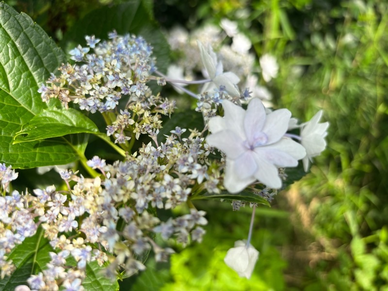 f:id:ef651065:20250628222740j:image
