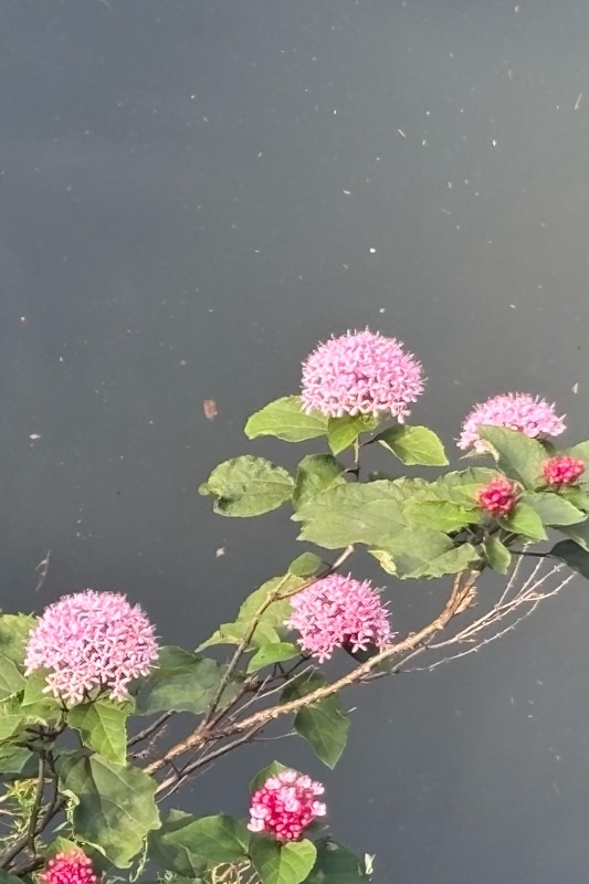 f:id:ef651065:20250628222753j:image