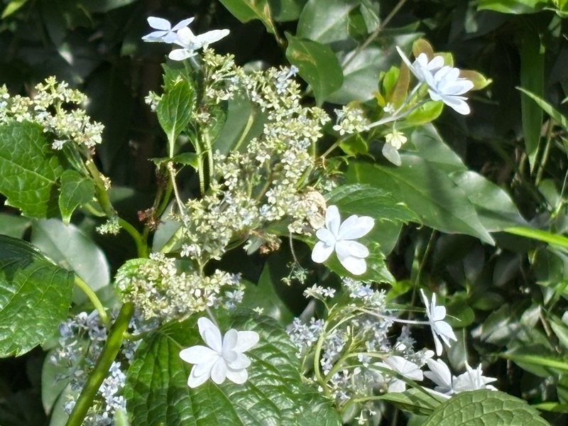 f:id:ef651065:20250628222810j:image