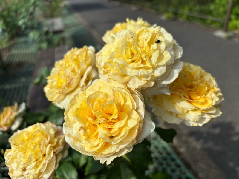 f:id:ef651065:20250628222812j:image