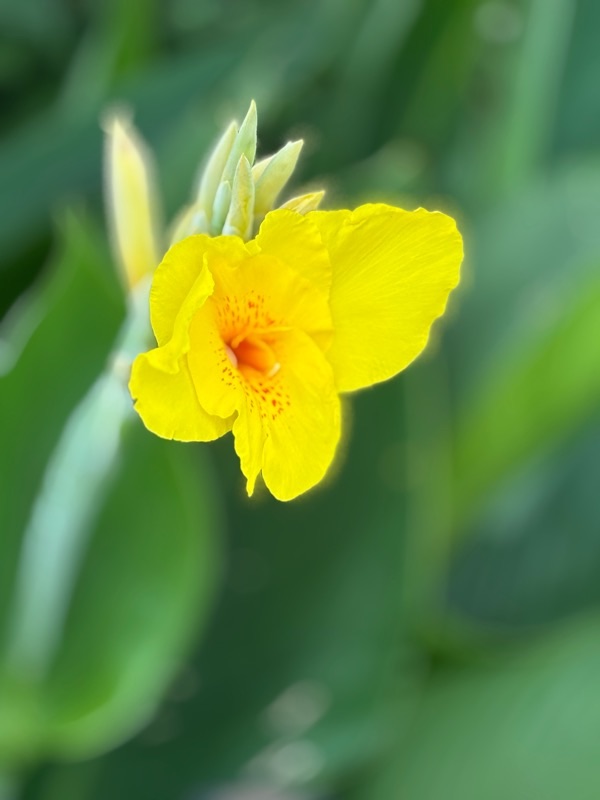 f:id:ef651065:20250705182050j:image