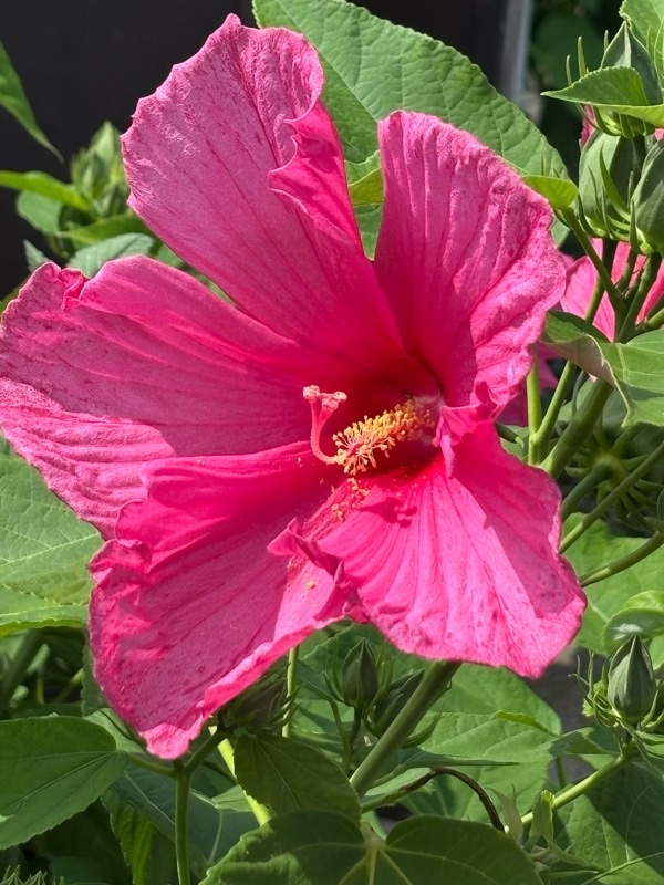 f:id:ef651065:20250705182052j:image