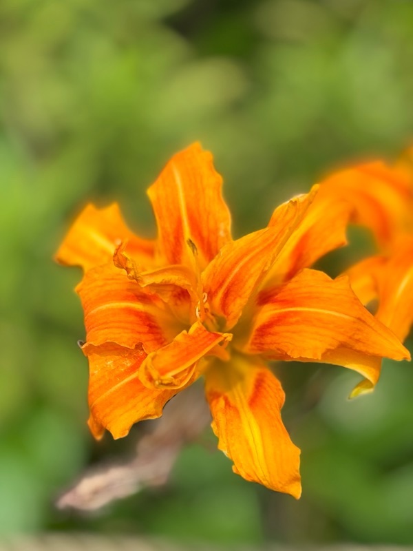 f:id:ef651065:20250705182058j:image
