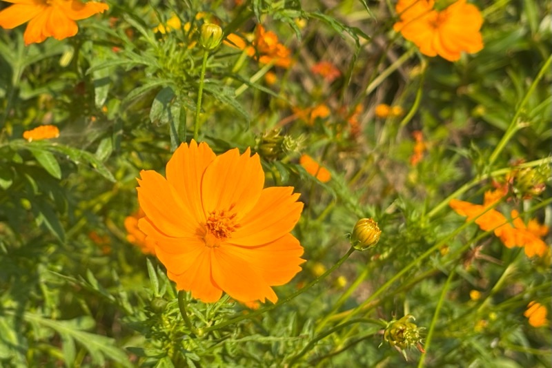 f:id:ef651065:20250910022645j:image