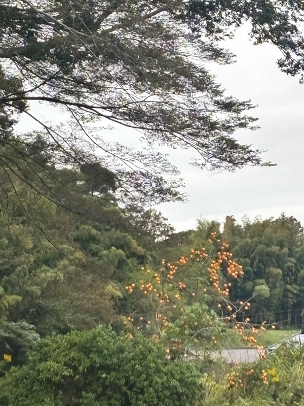 f:id:ef651065:20251021170242j:image