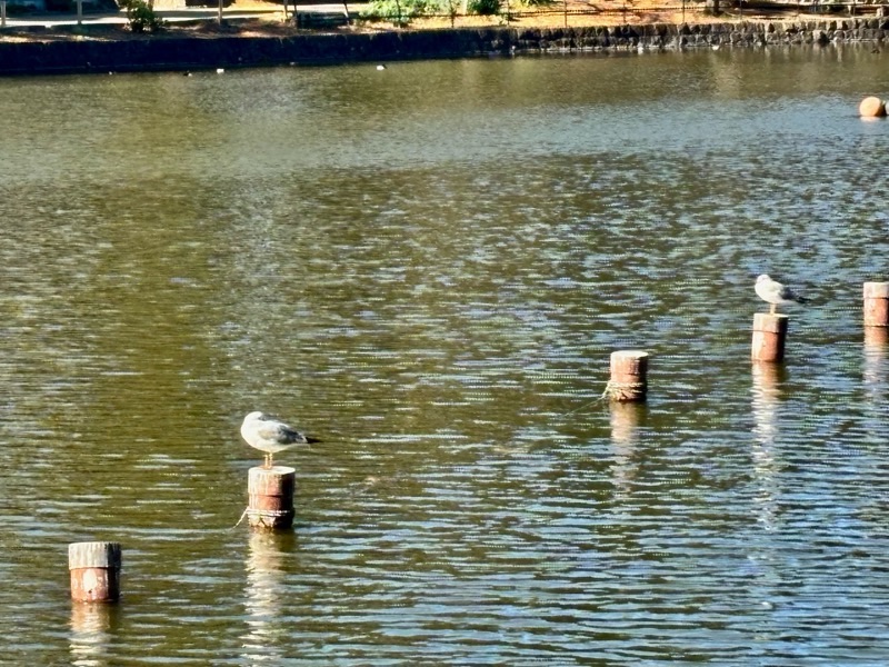 f:id:ef651065:20260114143057j:image