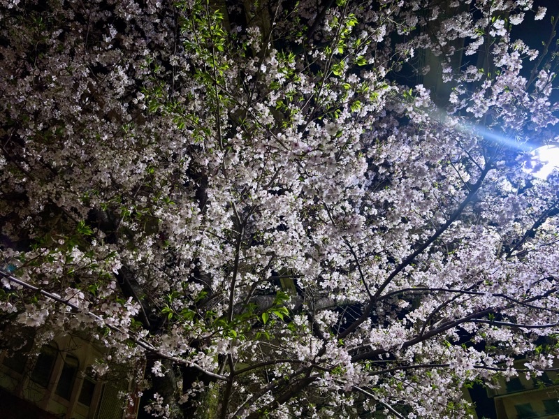 f:id:ef651065:20260403192148j:image