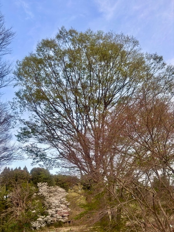 f:id:ef651065:20260403233724j:image