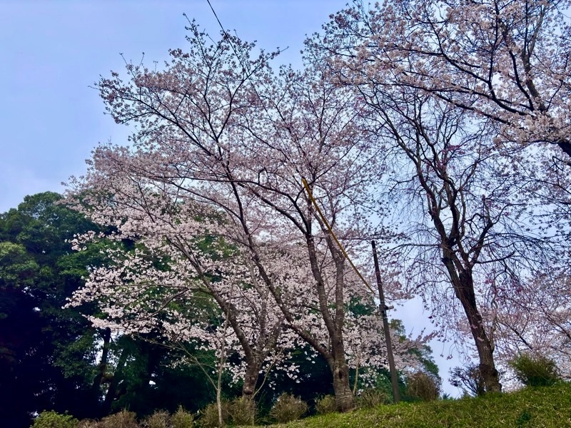 f:id:ef651065:20260403233727j:image