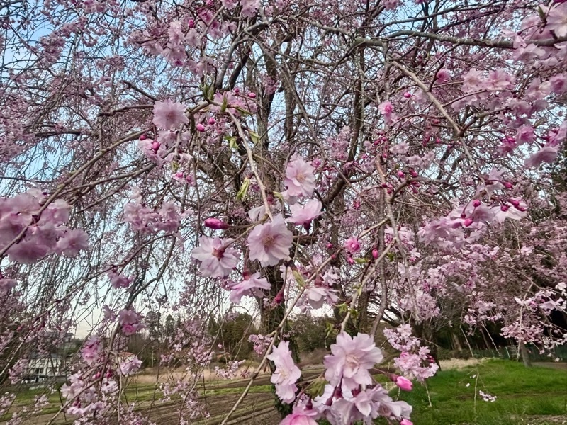 f:id:ef651065:20260403233741j:image