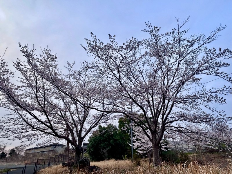 f:id:ef651065:20260403233744j:image