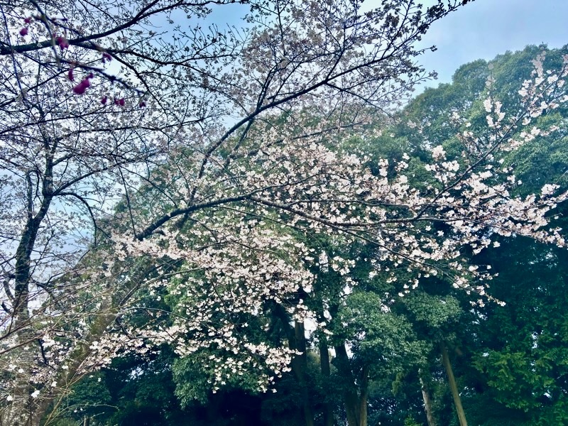 f:id:ef651065:20260403233752j:image