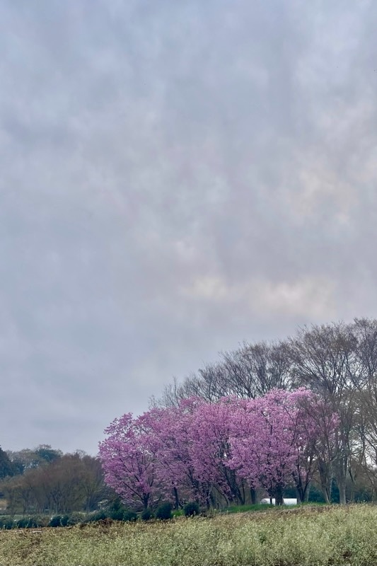 f:id:ef651065:20260403233754j:image