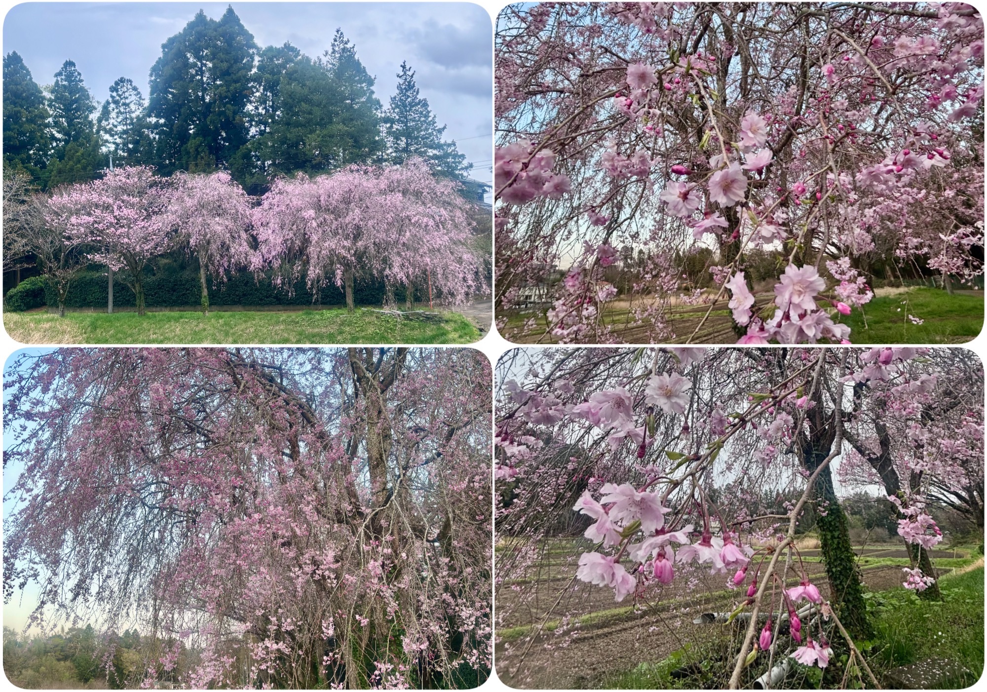 f:id:ef651065:20260405140816j:image
